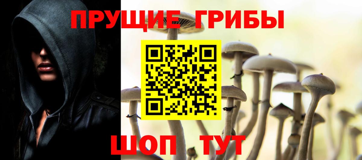 Галлюциногенные грибы Psilocybe Асино